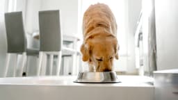Pet food sold nationwide recalled over salmonella risk